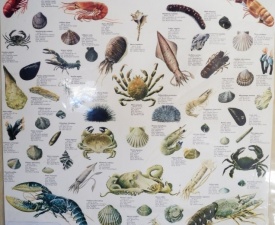Spanish molluscs and crustaceans